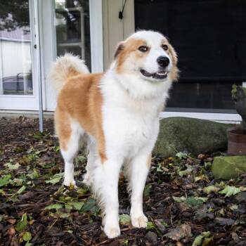 Jasper -  Australian Shepherd Dog for Adoption in Mckean, Pennsylvania - Jasper | PetCurious