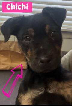 Rescue Rottweiler Dogs for Adoption - Chichi | PetCurious