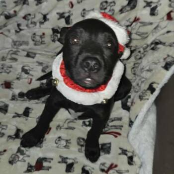 Rescue Labrador Retriever Dogs for Adoption in Brewton, Alabama - Batman | PetCurious