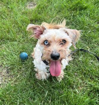 Yorkshire Terrier and Mixed Breed Dogs Available for Adoption in Geneva, Illinois - LOUIE | PetCurious