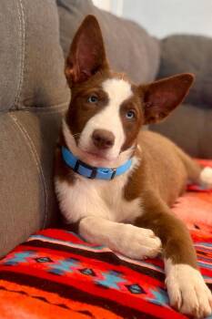 Border Collie and Labrador Retriever Dogs Available for Adoption in Brierfield, Alabama - Latte- Blue Eyes | PetCurious
