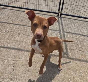 Pit Bull Terrier and Mixed Breed Dogs Available for Adoption in Daytona Beach, Florida - Victory - P | PetCurious