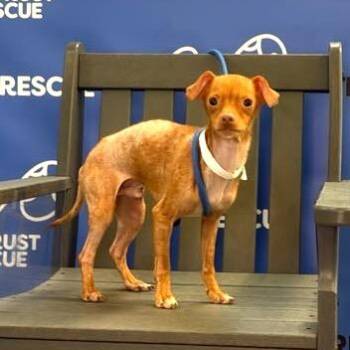 SKITTLES -  Chihuahua Dog for Adoption in Waterford, New Jersey - SKITTLES | PetCurious