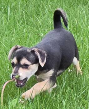 Chihuahua Dogs Available for Adoption in South Bend, Indiana - Miss Kitty | PetCurious