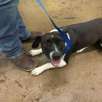 Turkey -  Mixed Breed Dog for Adoption in Corbin, Kentucky - Turkey | PetCurious