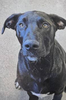 Rescue Labrador Retriever Dogs for Adoption in Fort Madison, Iowa - Drakeo | PetCurious