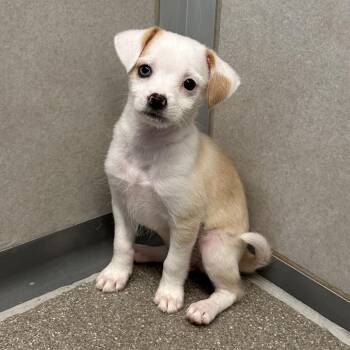 Chloe -  Mixed Breed Dog for Adoption in Hailey, Idaho - Chloe | PetCurious