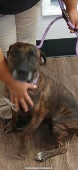 Rescue Pit Bull Terrier Dogs for Adoption in Hot Springs, Arkansas - Molly | PetCurious