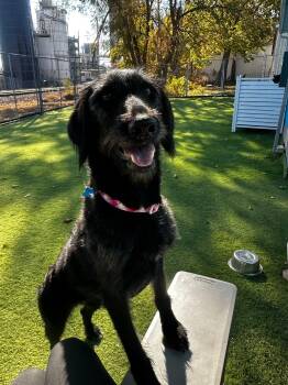 Rescue Labradoodle Dogs for Adoption in Cedar Rapids, Iowa - Pearl | PetCurious
