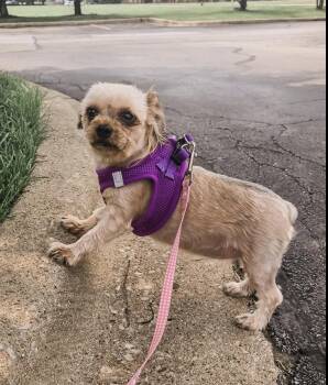 Rescue Yorkshire Terrier Dogs for Adoption in Mokena, Illinois - Sweet Pea | PetCurious