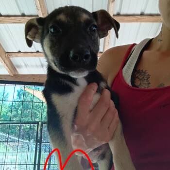 Kmart -  German Shepherd Dog Dog for Adoption in Pekin, Illinois - Kmart | PetCurious