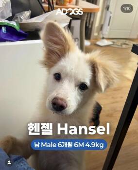 Spitz and Jindo Dogs Available for Adoption in Agoura Hills, California - HANSEL | PetCurious