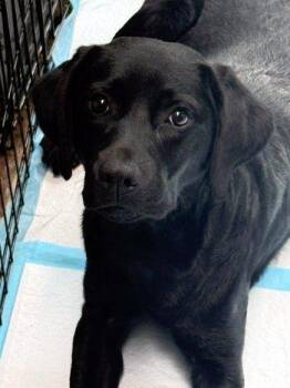 Beau -  Labrador Retriever Dog for Adoption in Bedford Hills, New York - Beau | PetCurious