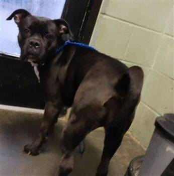 MEATBALL -  American Bulldog and Mixed Breed Dog for Adoption in Tulsa, Oklahoma - MEATBALL | PetCurious