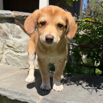 Australian Shepherd and Beagle Dogs Available for Adoption in Falls Church, Virginia - Willie Mae Pup:  Poppy | PetCurious
