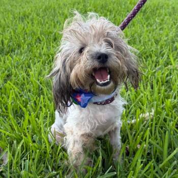 Juliet (benefactor dog) -  Shih Tzu Dog for Adoption in New Orleans, Louisiana - Juliet (benefactor Dog) | PetCurious