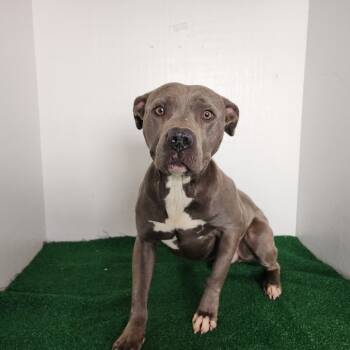 Rescue Mixed Breed Dogs for Adoption in Boaz, Alabama - Riggs | PetCurious