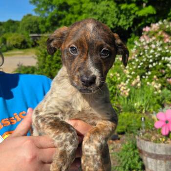 CT Will avail Jun 13 (Four Town Craft Fair- Somers, CT) -  Shepherd and Mixed Breed Dog for Adoption in Eastford, Connecticut - CT Will Avail Jun 13 (Four Town Craft Fair- Somers, CT) | PetCurious
