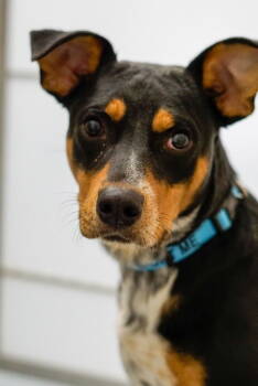 Rescue Terrier Dogs for Adoption in St. George, Utah - Toad | PetCurious