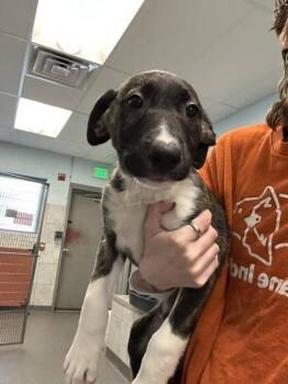 Mixed Breed Dogs Available for Adoption in Munster, Indiana - Bashful | PetCurious