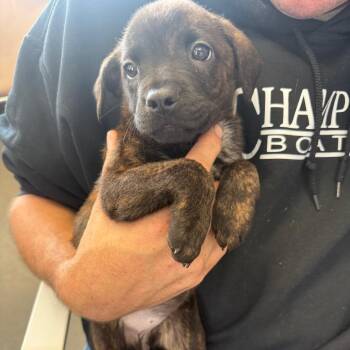 Wilma -  Labrador Retriever and Australian Shepherd Dog for Adoption in Normal, Illinois - Wilma | PetCurious
