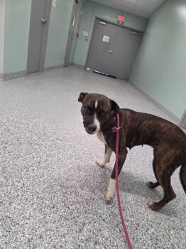 Rachel -  Terrier Dog for Adoption in Athens, Tennessee - Rachel | PetCurious