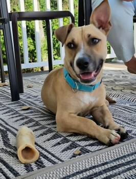 Sugar -  Mixed Breed Dog for Adoption in Highland, New York - Sugar | PetCurious