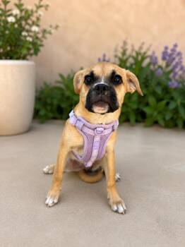 Bridgette -  Pug and Mixed Breed Dog for Adoption in Coachella, California - Bridgette | PetCurious