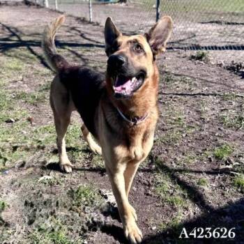 HUDSON -  German Shepherd Dog Dog for Adoption in Conroe, Texas - HUDSON | PetCurious