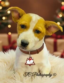 Rescue Australian Cattle Dog Blue Heeler Dogs for Adoption in Nahunta, Georgia - OZZIE OSBOURNE | PetCurious