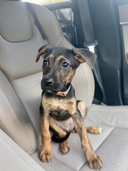 Olive -  Miniature Pinscher Dog for Adoption in Pflugerville, Texas - Olive | PetCurious