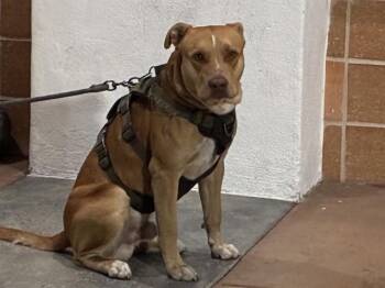 DOZER -  Pit Bull Terrier Dog for Adoption in Rancho Cucamonga, California - DOZER | PetCurious