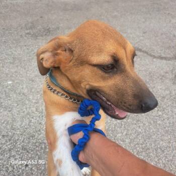 Rescue Hound Dogs for Adoption in Parma, Ohio - Zola | PetCurious
