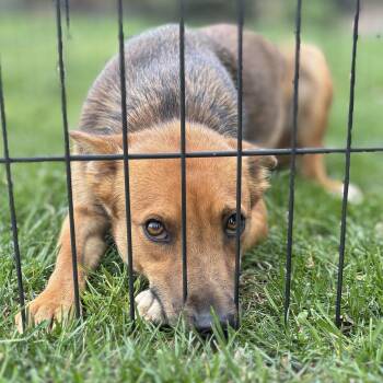 Retriever and Cattle Dog Dogs Available for Adoption in Annandale, Virginia - MIMMI | PetCurious