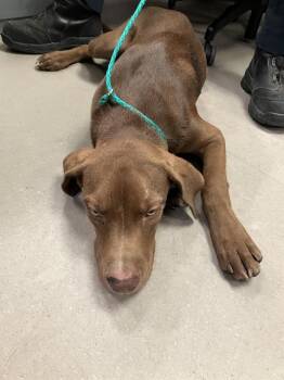 BRADLEY -  Mixed Breed Dog for Adoption in Dallas, Texas - BRADLEY | PetCurious