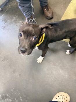 Mixed Breed Dogs Available for Adoption in North Charleston, South Carolina - 04999B Snapper | PetCurious