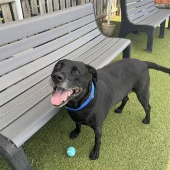 Drako -  Black Labrador Retriever Dog for Adoption in Hilliard, Ohio - Drako | PetCurious