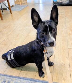 Dexter -  Corgi Dog for Adoption in Scottsburg, Indiana - Dexter | PetCurious