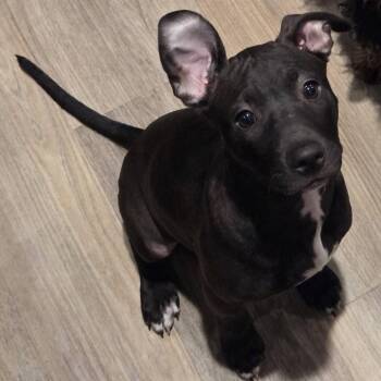 Mouse -  Pit Bull Terrier and French Bulldog Dog for Adoption in Pflugerville, Texas - Mouse | PetCurious