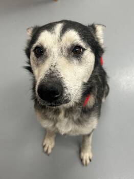 Star -  Siberian Husky Dog Available for Adoption in Hartsville, South Carolina - Star | PetCurious