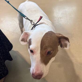Candy -  Mixed Breed Dog for Adoption in Winston-salem, North Carolina - Candy | PetCurious