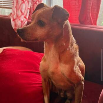Chihuahua and Mixed Breed Dogs Available for Adoption in Spokane, Washington - Benji | PetCurious