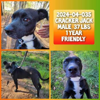 Rescue Terrier and Labrador Retriever Dogs for Adoption in Winder, Georgia - 2025-10-035 *Jack* | PetCurious