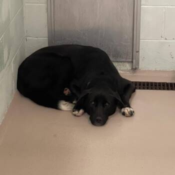 S62574 -  Retriever Dog for Adoption in Newark, New Jersey - S62574 | PetCurious