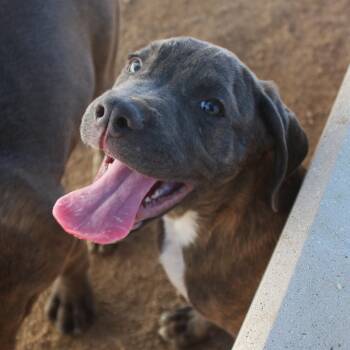 Gauge -  Cane Corso and Mastiff Dog for Adoption in Yucca Valley, California - Gauge | PetCurious