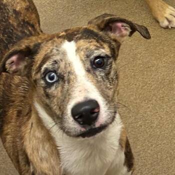 Catahoula Leopard Dog Dogs Available for Adoption - Nebula | PetCurious