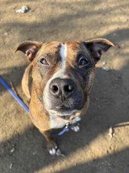 Sage -  American Staffordshire Terrier and Boxer Dog for Adoption in Brewster, New York - Sage | PetCurious