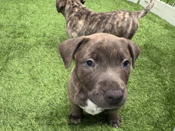 Suvina -  Labrador Retriever and Terrier Dog for Adoption in Sanford, Florida - Suvina | PetCurious