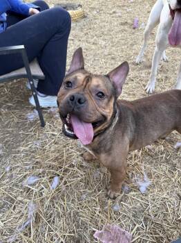 French Bulldog and English Bulldog Dogs Available for Adoption in Indianapolis, Indiana - Thumper | PetCurious