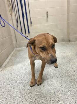 A432072 -  Black Mouth Cur and Mixed Breed Dog for Adoption in Conroe, Texas - A432072 | PetCurious